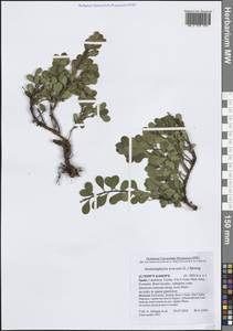 Толокнянка обыкновенная (L.) Spreng., Западная Европа (EUR) (Испания)