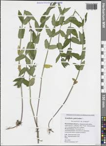 Шлемник обыкновенный L., Восточная Европа, Центральный район (E4) (Россия)