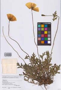 Мак, Сибирь, Западная Сибирь (S1) (Россия)