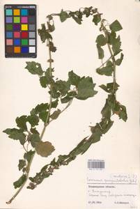 MHA 0 154 681, Пустырник пятилопастный Gilib., Восточная Европа, Центральный район (E4) (Россия)