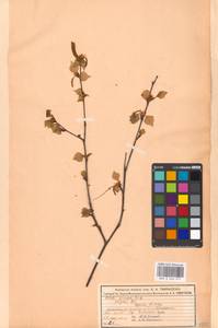 Береза повислая, Береза бородавчатая Roth, Восточная Европа, Московская область и Москва (E4a) (Россия)