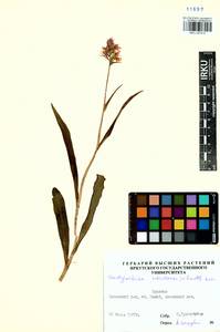 Dactylorhiza maculata subsp. fuchsii (Druce) Hyl., Сибирь, Прибайкалье и Забайкалье (S4) (Россия)