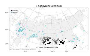 Fagopyrum tataricum, Гречиха татарская (L.) Gaertn., Атлас флоры России (FLORUS) (Россия)