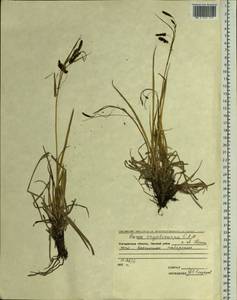 Осока скрытоплодная Hornem., Сибирь, Чукотка и Камчатка (S7) (Россия)