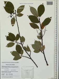 Prunus padus subsp. borealis (A. Blytt) Nyman, Восточная Европа, Северный район (E1) (Россия)