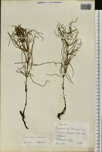 Хвощ полевой L., Сибирь, Центральная Сибирь (S3) (Россия)