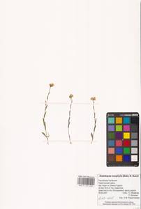 Резуховидка стрелолистная (M.Bieb.) Al-Shehbaz, O'Kane & R.A.Price, Восточная Европа, Нижневолжский район (E9) (Россия)