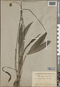 Подорожник ланцетный, Подорожник ланцетолистный L., Средняя Азия и Казахстан, Сырдарьинские пустыни и Кызылкумы (M7) (Узбекистан)