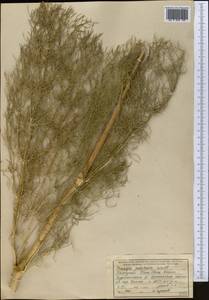 Прангос кормовой Lindl., Средняя Азия и Казахстан, Западный Тянь-Шань и Каратау (M3) (Узбекистан)