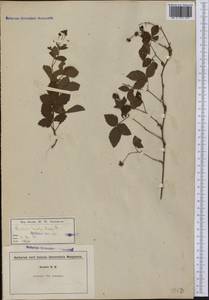 Rubus hispidus L., Америка (AMER) (США)