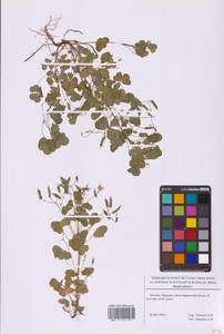 Кислица торчащая L., Восточная Европа, Московская область и Москва (E4a) (Россия)