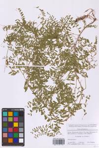 Горошек лесной L., Восточная Европа, Московская область и Москва (E4a) (Россия)