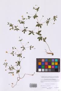 Лапчатка прямостоячая, Калган (L.) Raeusch., Восточная Европа, Московская область и Москва (E4a) (Россия)