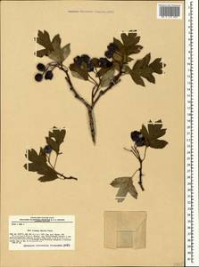 Crataegus × rubrinervis Lange, Крым (KRYM) (Россия)