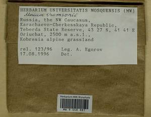 Mnium thomsonii Schimp., Гербарий мохообразных, Мхи - Северный Кавказ и Предкавказье (B12) (Россия)