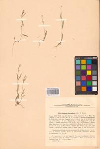 Литвиновия тончайшая (Pall.) Woronow ex Pavlov, Восточная Европа, Нижневолжский район (E9) (Россия)