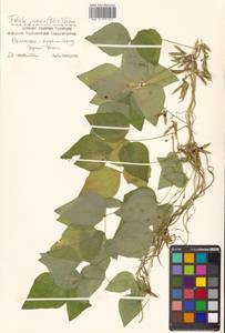 Амфикарпея Эджворта Benth., Сибирь, Дальний Восток (S6) (Россия)