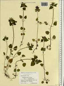 Яснотка пурпурная, Яснотка пурпуровая L., Восточная Европа, Северный район (E1) (Россия)