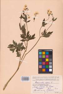 Лютик ползучий L., Восточная Европа, Северный район (E1) (Россия)