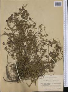 Thymus praecox subsp. polytrichus (A.Kern. ex Borbás) Jalas, Западная Европа (EUR) (Италия)
