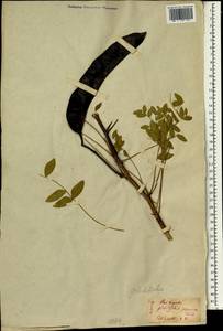 Gleditsia japonica Miq., Зарубежная Азия (ASIA) (Япония)