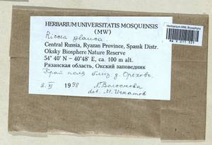 Riccia glauca L., Гербарий мохообразных, Мхи - Центральное Нечерноземье (B6) (Россия)