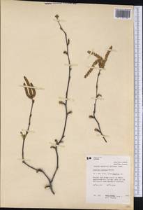 Corylus cornuta Marshall, Америка (AMER) (Канада)