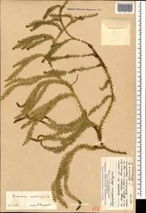 Spinulum annotinum subsp. annotinum, Кавказ, Южная Осетия (K4b) (Южная Осетия)