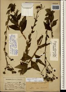 Hieracium sabaudum subsp. sabaudum, Крым (KRYM) (Россия)