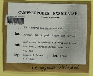 Campylopus cygneus (Hedw.) Brid., Гербарий мохообразных, Мхи - Макаронезия (BMc) (Португалия)