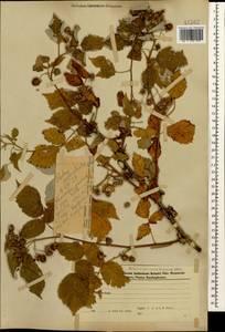 Малина обыкновенная L., Кавказ, Азербайджан (K6) (Азербайджан)