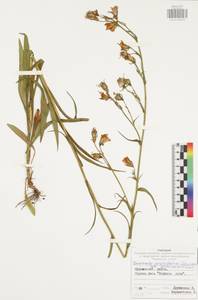 Колокольчик персиколистный L., Восточная Европа, Центральный район (E4) (Россия)