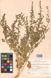 Blitum virgatum subsp. virgatum, Восточная Европа, Московская область и Москва (E4a) (Россия)