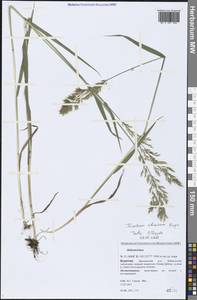 Sibirotrisetum sibiricum (Rupr.) Barberá, Сибирь, Прибайкалье и Забайкалье (S4) (Россия)