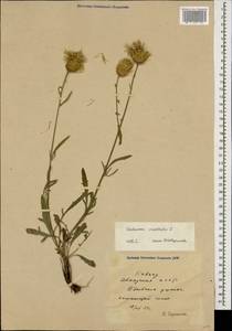 Василек восточный L., Кавказ, Абхазия (K4a) (Абхазия)