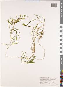 Рдест Фриза, Рдест Фриса Rupr., Сибирь, Якутия (S5) (Россия)