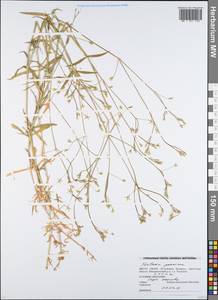 Звездчатка злаковая, Звездчатка злаковидная L., Восточная Европа, Белоруссия (E3a) (Белоруссия)