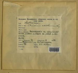 Abietinella abietina (Hedw.) M. Fleisch., Гербарий мохообразных, Мхи - Центральное Нечерноземье (B6) (Россия)