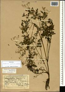 Anthriscus sylvestris subsp. sylvestris, Кавказ, Краснодарский край и Адыгея (K1a) (Россия)