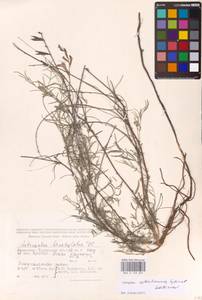 Astragalus astrachanicus Sytin & Laktionov, Средняя Азия и Казахстан, Прикаспийский Устюрт и Северное Приаралье (M8) (Казахстан)