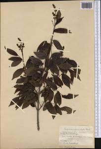 Turpinia occidentalis (Sw.) G. Don, Америка (AMER) (Куба)