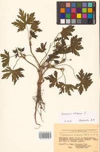 Герань сибирская L., Сибирь, Дальний Восток (S6) (Россия)