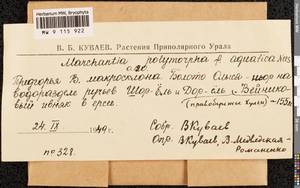 Marchantia polymorpha L., Гербарий мохообразных, Мхи - Западная Сибирь (включая Алтай) (B15) (Россия)
