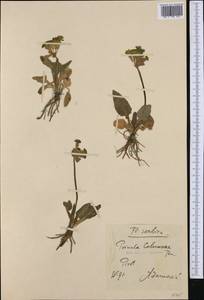 Primula veris subsp. columnae (Ten.) Maire & Petitm., Западная Европа (EUR) (Сербия)