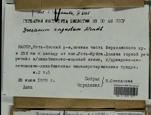 Dicranum laevidens R.S. Williams, Гербарий мохообразных, Мхи - Якутия (B19) (Россия)