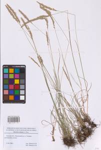 Тонконог пирамидальный (Lam.) P.Beauv., Восточная Европа, Центральный район (E4) (Россия)