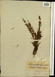 Cliffortia strobilifera L., Африка (AFR) (ЮАР)