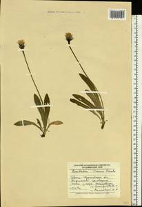 Scorzoneroides crocea (Haenke) Holub, Восточная Европа, Западно-Украинский район (E13) (Украина)