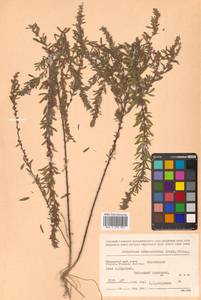 Леспедеца ситниковая (L.f.) Pers., Сибирь, Дальний Восток (S6) (Россия)