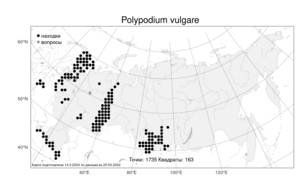Polypodium vulgare, Многоножка обыкновенная L., Атлас флоры России (FLORUS) (Россия)